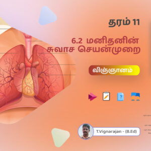 6.2 மனிதனின் சுவாச செயன்முறை – (விஞ்ஞானம்) – தரம் 11