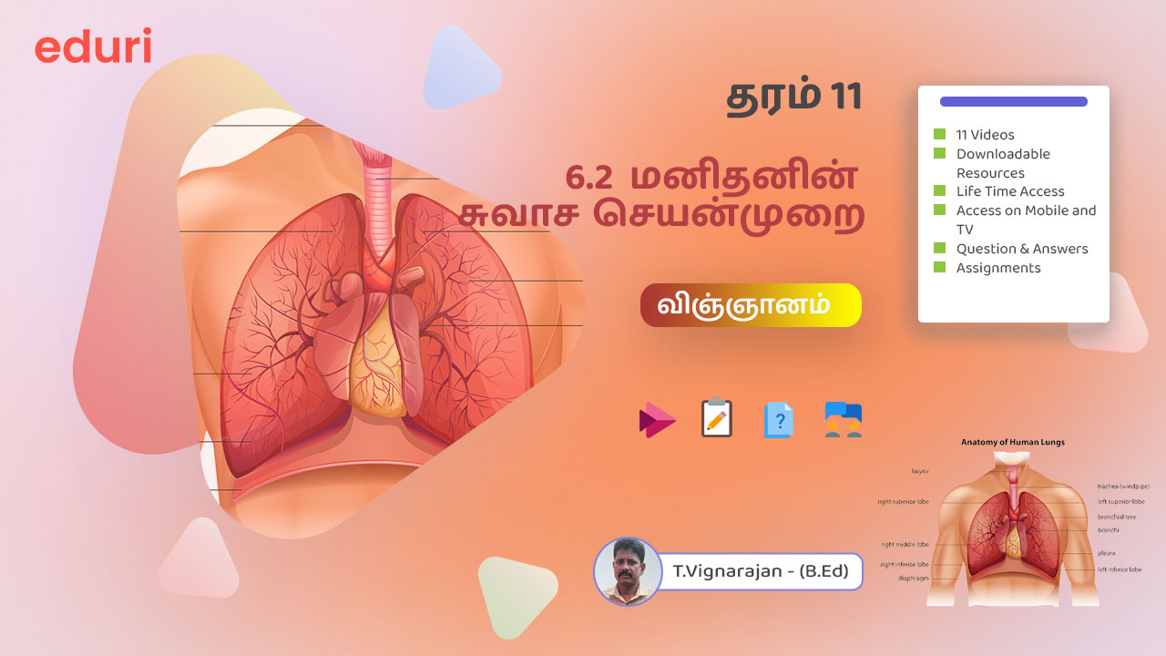 6.2 மனிதனின் சுவாச செயன்முறை – (விஞ்ஞானம்) – தரம் 11