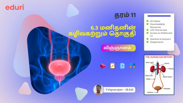Human excretory system