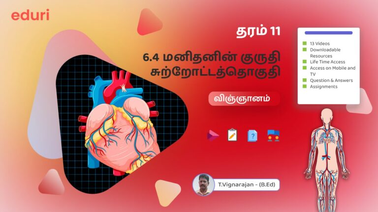 Blood Circulation